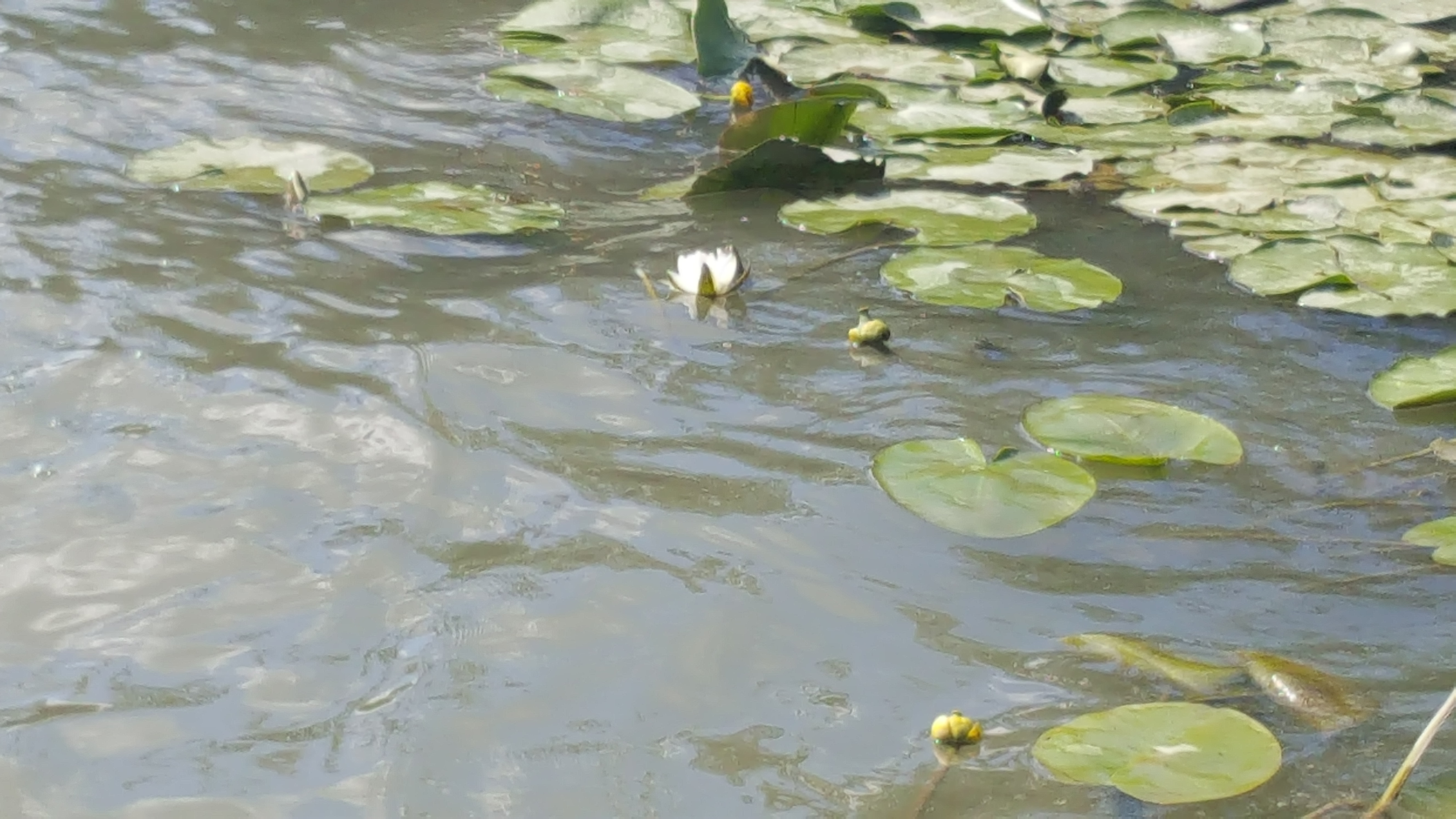 Nuferi in Delta Dunarii 2